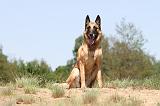 MALINOIS 752